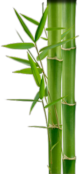 bamboo.png